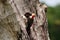 Red-bellied woodpeckers