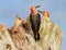 Red-bellied woodpeckers