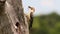 Red-bellied woodpeckers