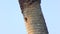 Red-Bellied Woodpeckers near a nest