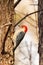 Red belly woodpecker on an elm tree, searching for bugs.