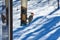 A Red Belly Woodpecker on a Feeder