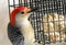 Red Belly Woodpecker loves suet in winter