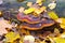 Red belt conk or Fomitopsis pinicola in forest