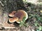 Red Belt Conk Fungus, Fomitopsis pinicola