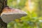 Red belt conk mushroom - fomitopsis pinicola - on a tree trunk