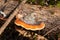 Red belt conk or red belted bracket fungus growing on a dead tree, Fomitopsis pinicola