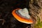 Red belt conk or red belted bracket fungus growing on a dead tree, Fomitopsis pinicola