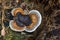 Red-belted bracket fungi Fomitopsis pinicola in the forest, lichen mushroom, top view, nature background