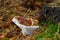 Red-belted Bracket mushroom