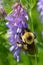 Red-belted Bumble Bee - Bombus rufocinctus