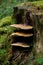 Red-Belted Conk growing on a tree trunk.