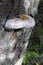 Red-belted Polypore Fomitopsis pinicola