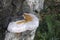 Red-belted Polypore Fomitopsis pinicola