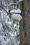 Red-belted Polypore Fomitopsis pinicola in snow