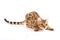 Red Bengal Cat Kitten plays