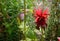 Red bergamot flower