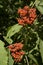 Red-berried Elder, Trosvlier, Sambucus racemosa