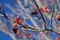 Red berries against blue sky 2