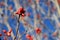 Red berries against blue sky