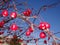 Red berries of American Cranberrybush Viburnum trilobum tree and a clear blue sky