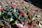 Red berries of an american wintergreen