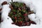 Red berries of american wintergreen in snowy garden
