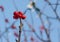 Red berries on an ash tree