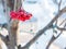 Red berries on an ash tree