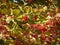 Red berries and autumn bright viburnum leaves against the blue sky, selective focus