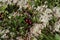 Red berries on a background of moss of different colors