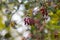 The red berries of the barberry in autumn, closeup.