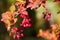 Red berries of the barberry on autumn thorny branch