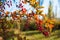 Red berries of the barberry on autumn thorny branch