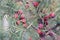 Red berries on branches of evergreen juniper