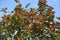 Red berries on branches of whitebeam