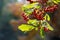 Red berries of Buffaloberry (Shepherdia) on a blurred background