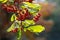 Red berries of Buffaloberry (Shepherdia) on a blurred background