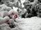 Red berries in the Bush covered with white snow