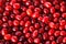 Red berries of Cornelian cherries - European corne