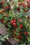 Red berries cotoneaster horizontalis in the garden