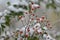 Red berries are covered by first snow