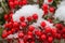 Red berries in crunchy melting snow - close up - selective focus