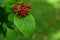 Red berries of decorative lantana viburnum.