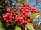 Red Berries in Early March