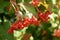 Red berries on a European Cranberry bush