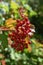 Red berries on a European Cranberry bush