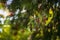 Red berries on a fir tree and blurry branches