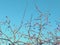 Red berries on the fluttering branches of trees against the blue sky