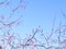 Red berries on the fluttering branches of trees against the blue sky. Copy space